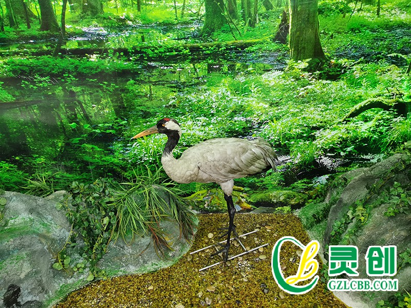 仿真灰鶴標本